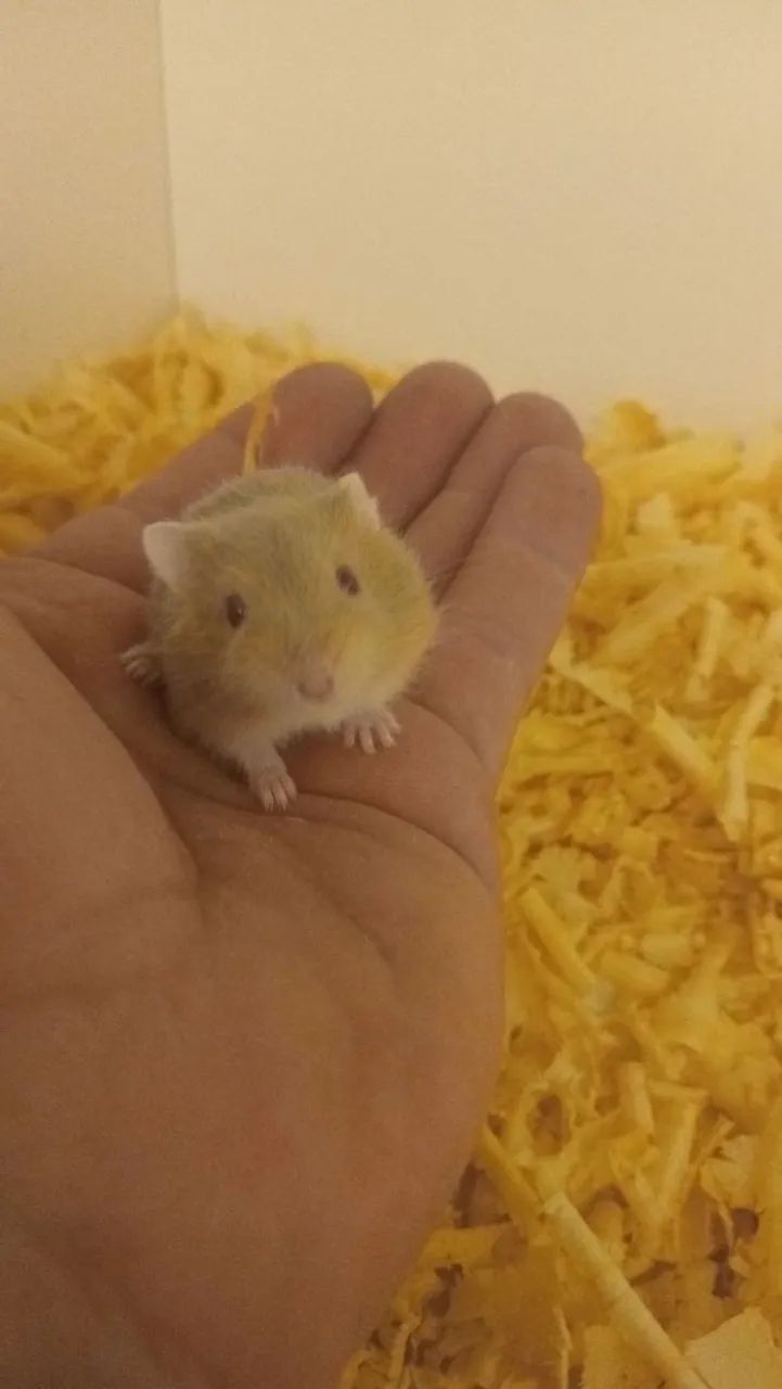 Hamster 