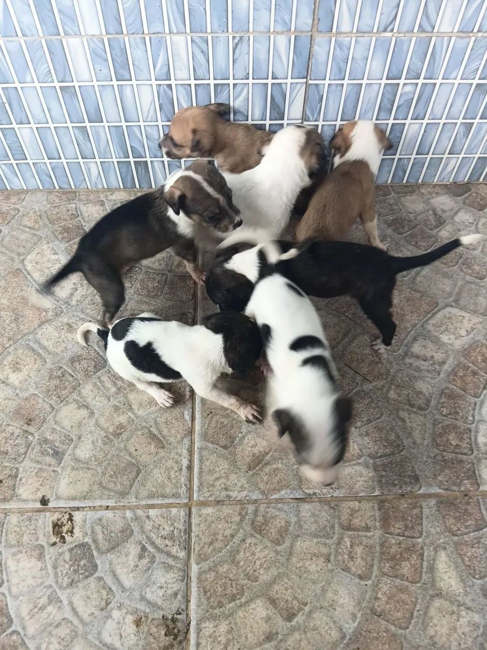 Cachorrinhos