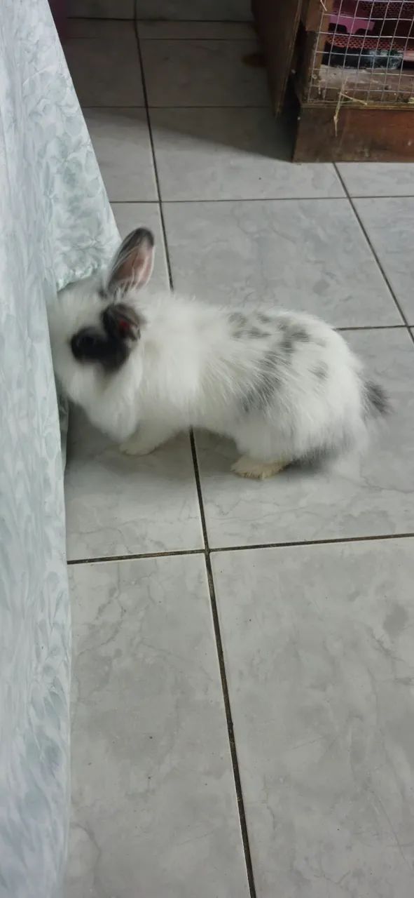 COELHOS MINI NETHERLAND CASAL (VENDO SEPARADAMENTE) - Foto 3