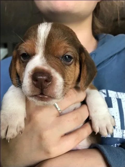 Beagle esperto