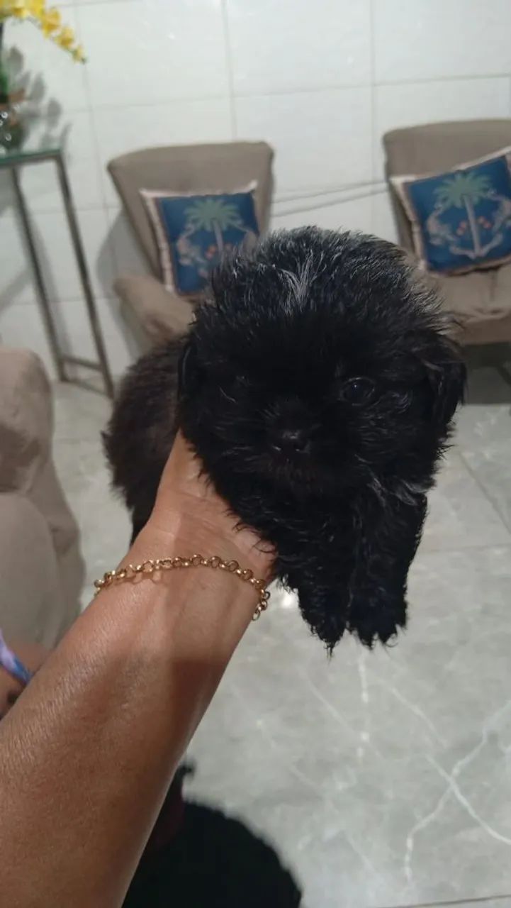 Shitzu macho t.0 - Foto 4