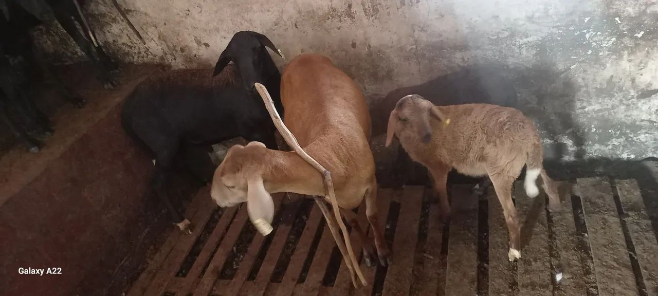 Lote de 8 Ovelhas  - Foto 2