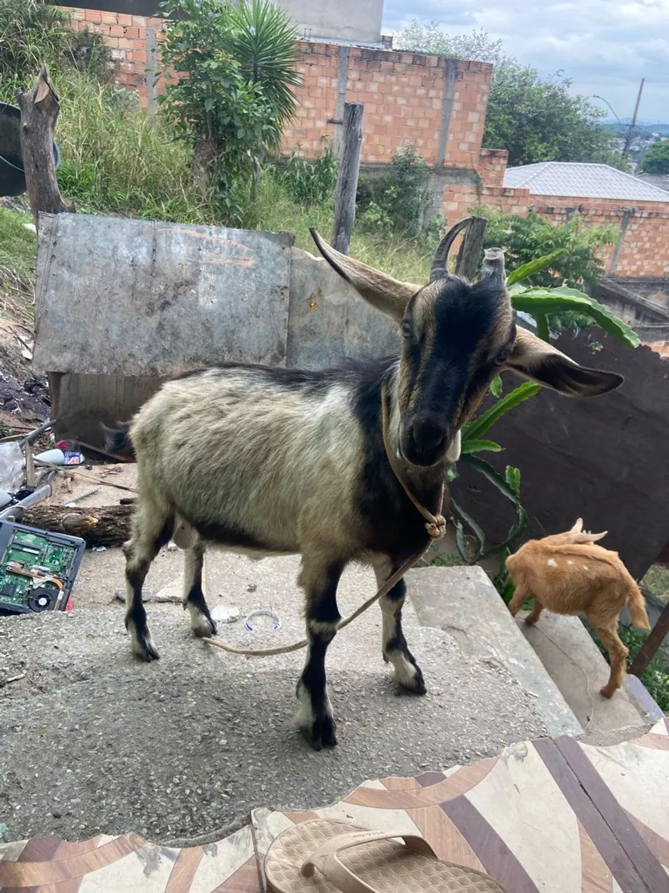 Cabrito macho 