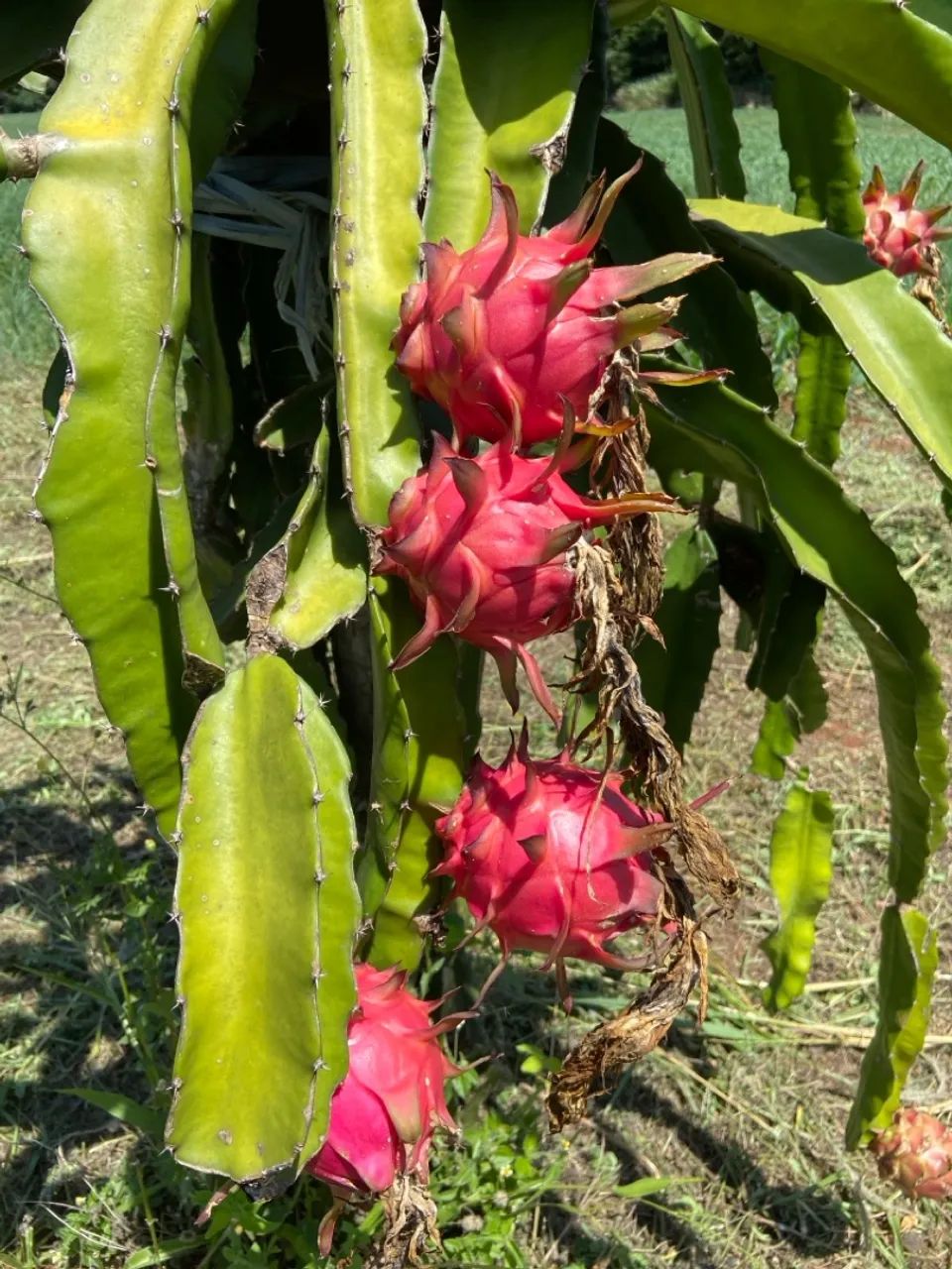Pitaya Direto do Produtor (Atacado)