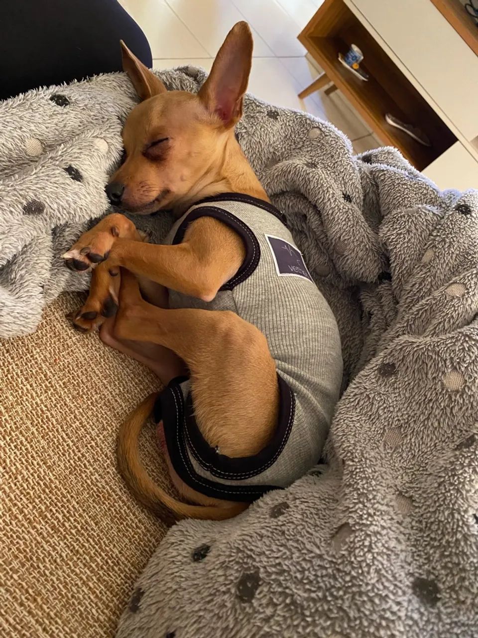 Pinscher 1  - Foto 2