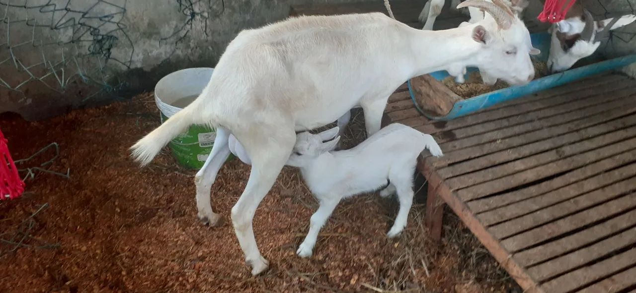 Cabras e bode para vender ou trocar - Foto 2