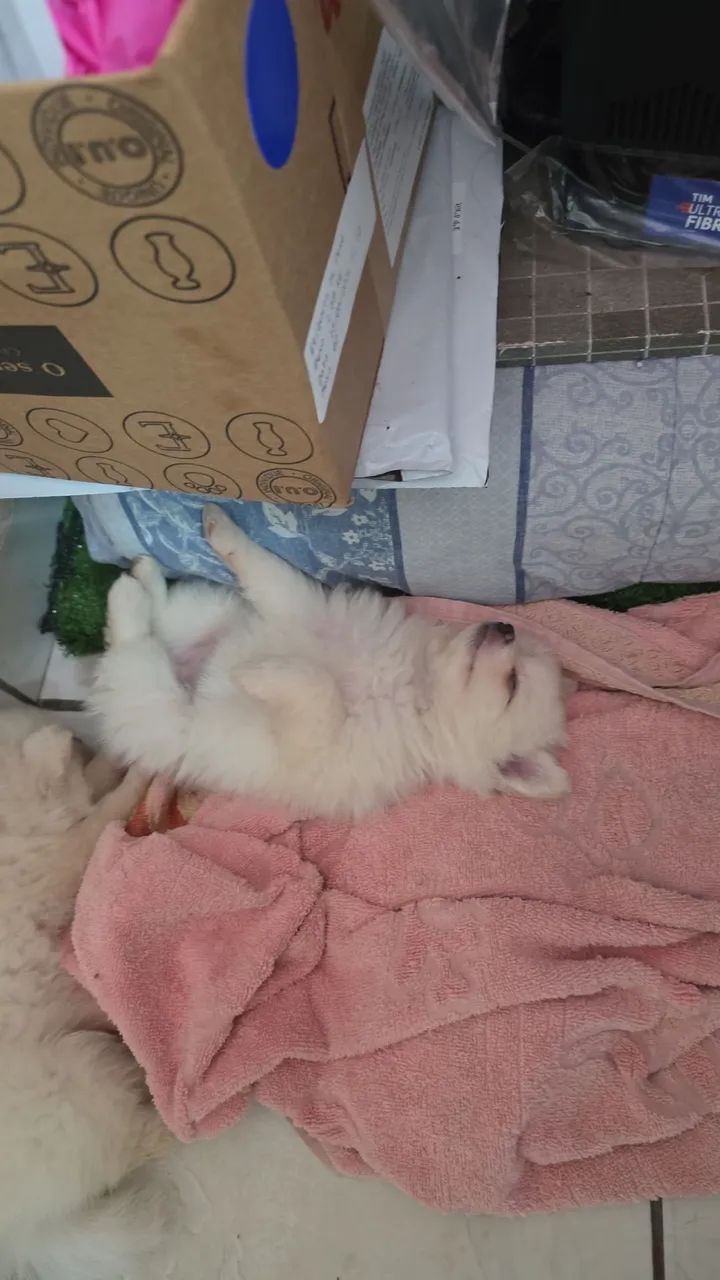 Lulu Pomerânia puro - Foto 3