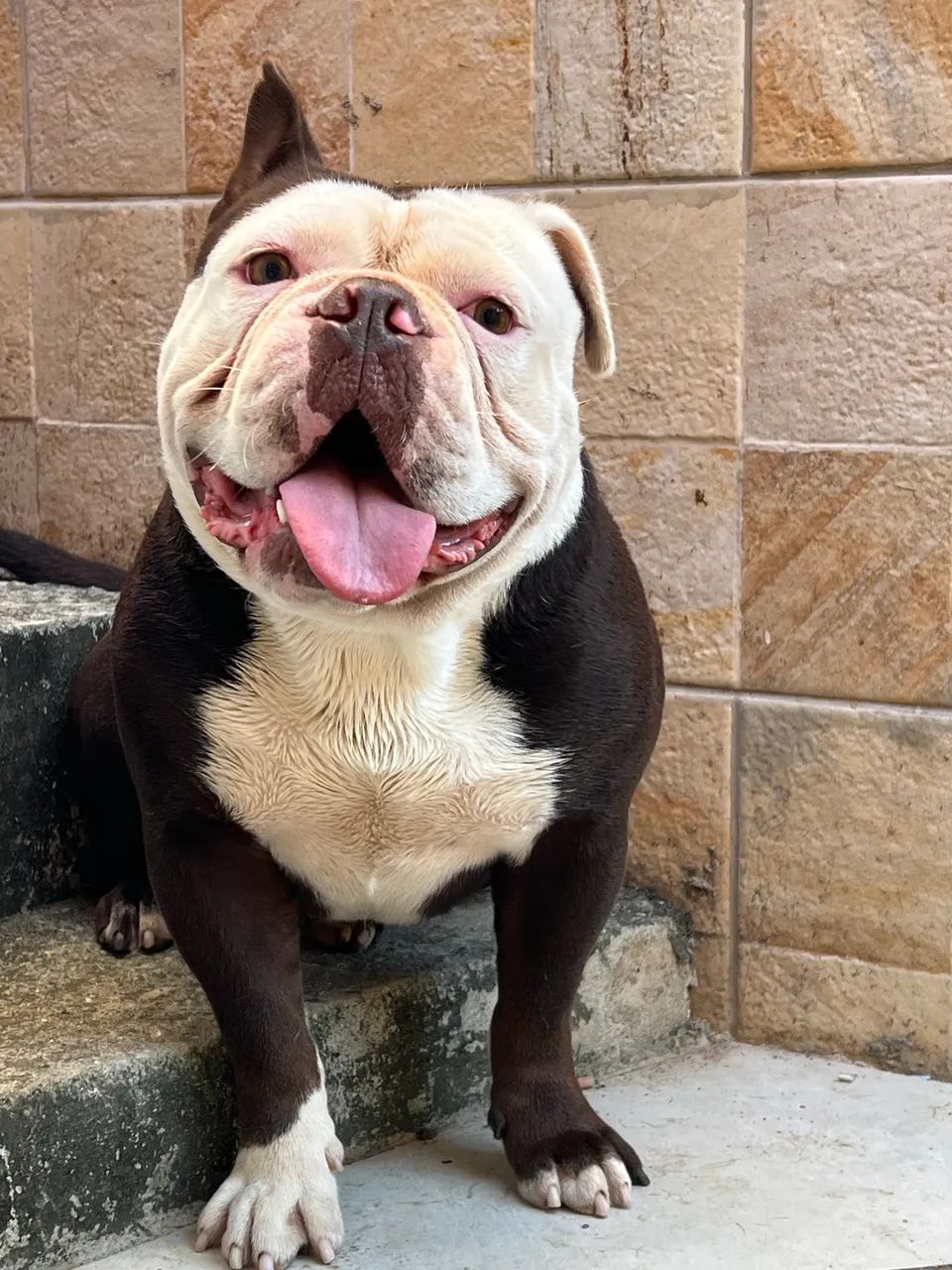 Buldogue Inglês 