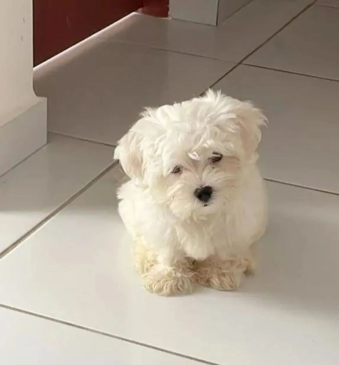 Maltês Macho Micro 