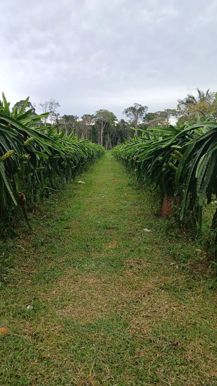 Vendo mudas de pitaya autoferteis  - Foto 4