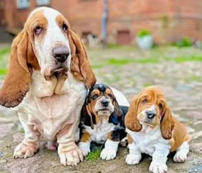 Filhote Basset Hound - Foto 2