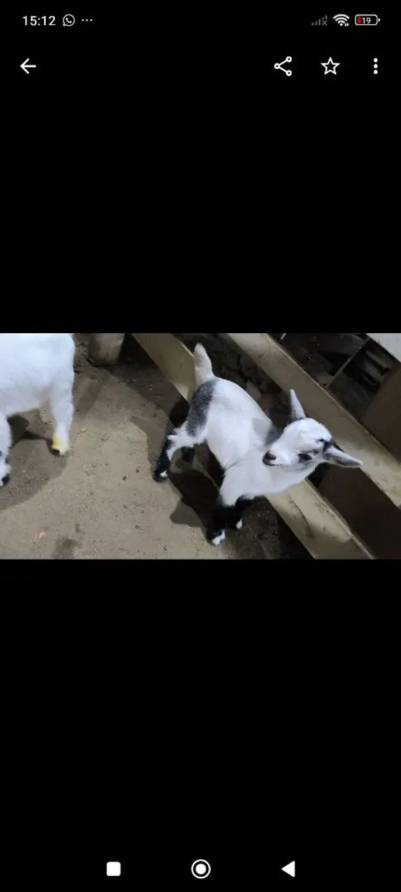 Mini cabras - Foto 2