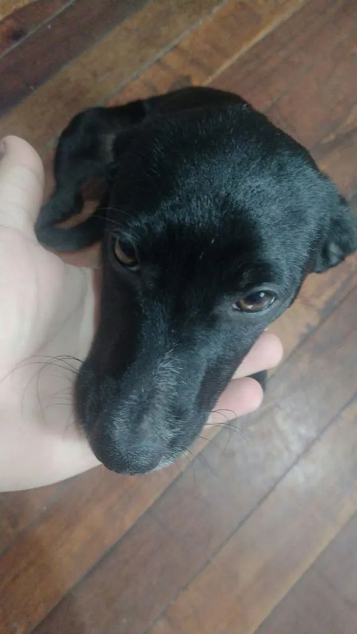 cadelinha para doação  - Foto 2