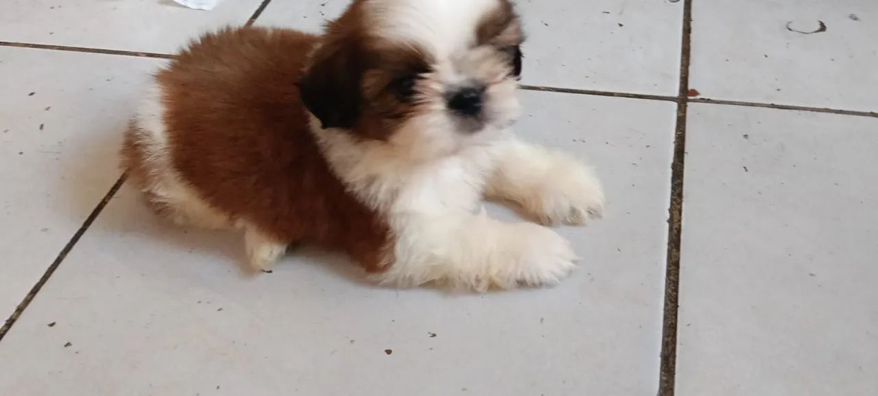 Shihtzu  - Foto 4
