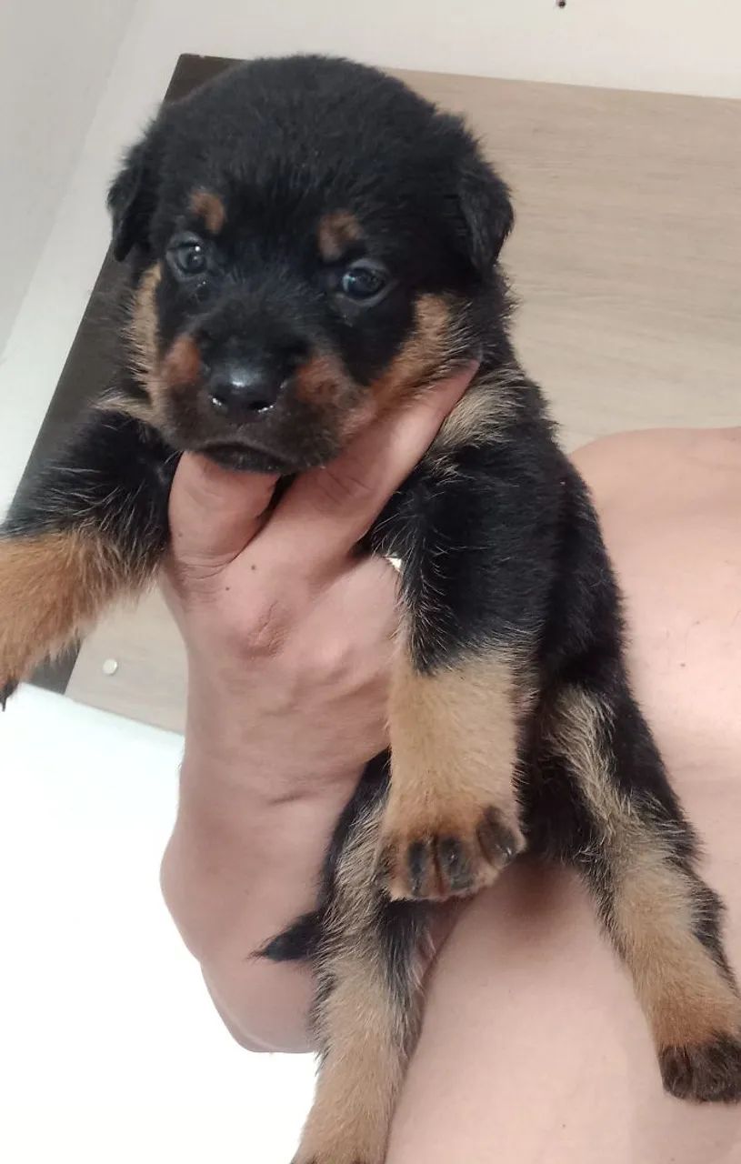 Rottweiler 