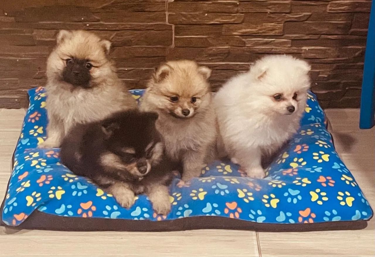 German Spitz (Pomeranian) Puppies