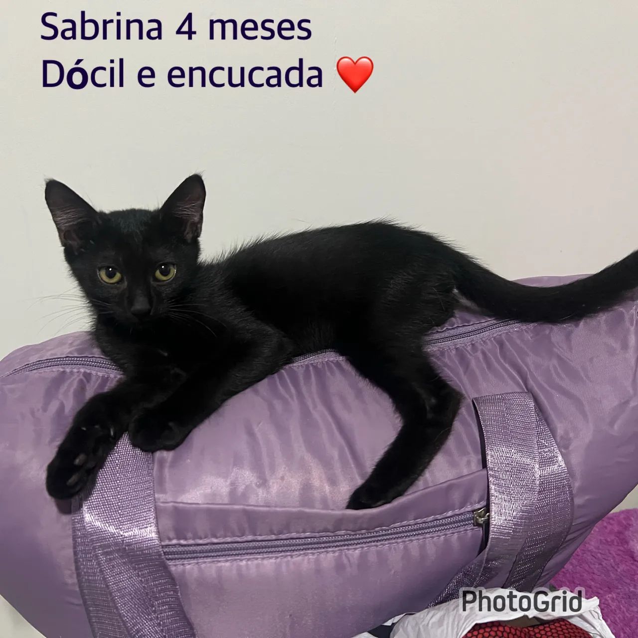 Gato  - Foto 5