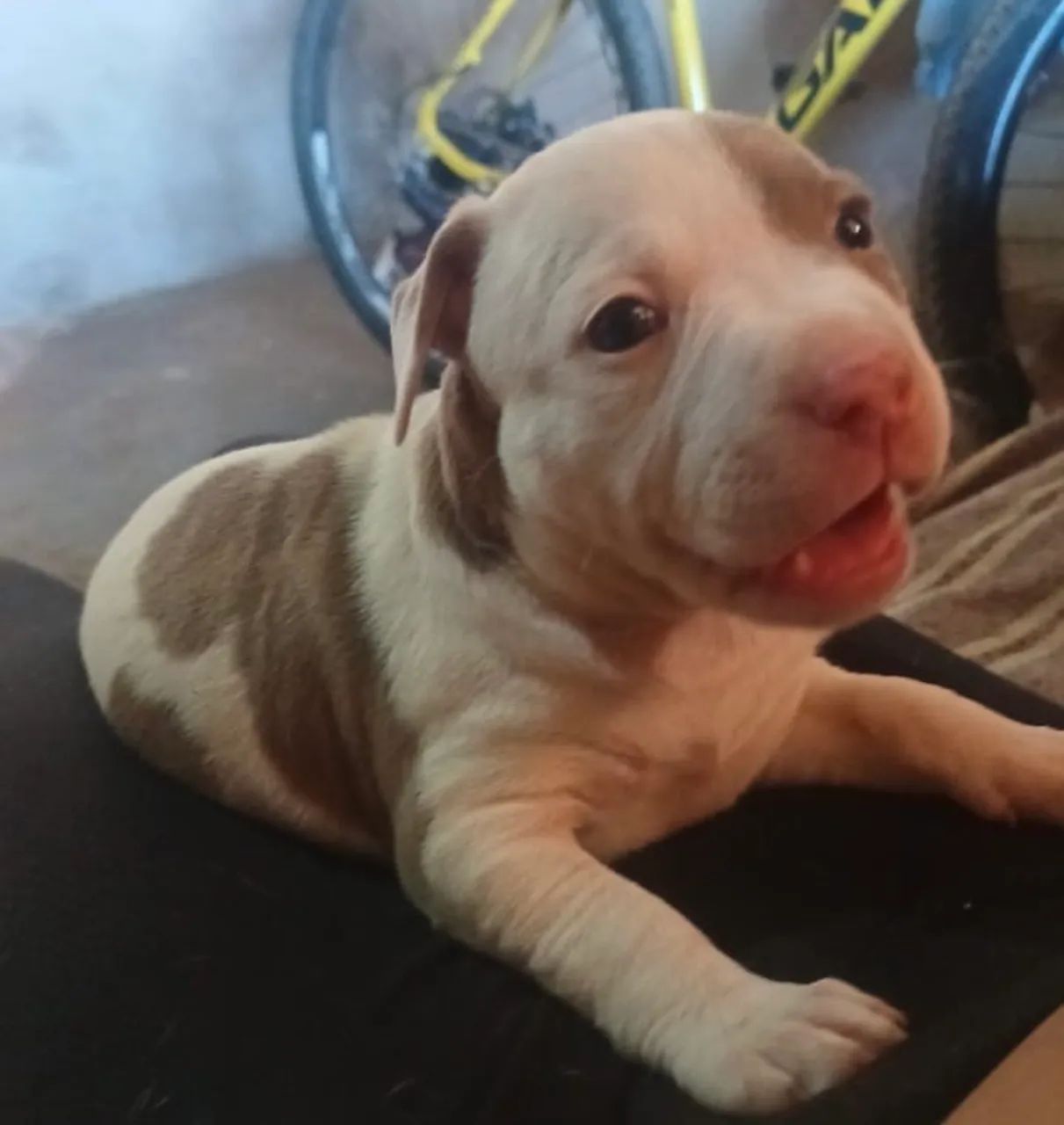 Vende-se pit bull - Foto 2