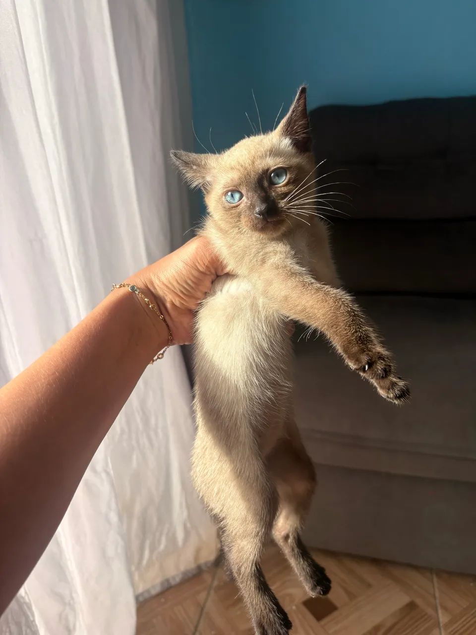 Doação de gatinhas 