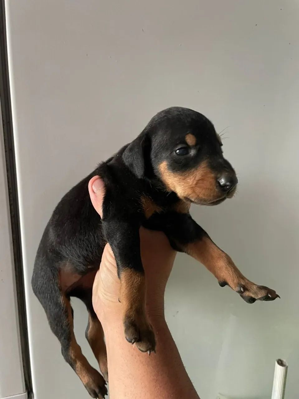 Doberman  - Foto 4