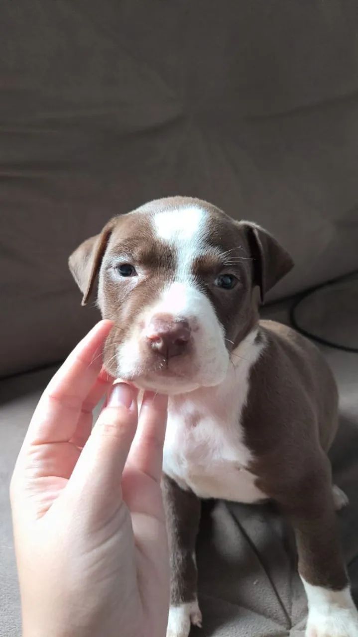 Filhotes de Pitbull  - Foto 3