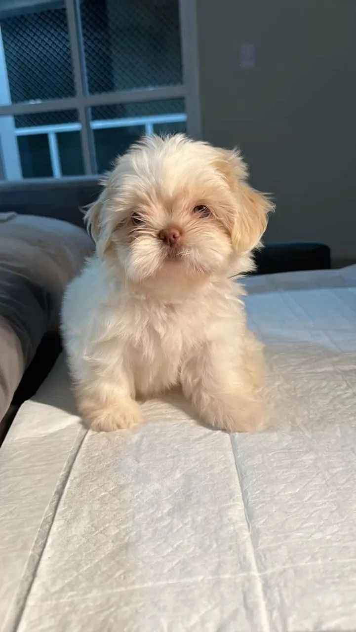 Shih Tzu Esse carinho pode estar na sua casa ainda hoje