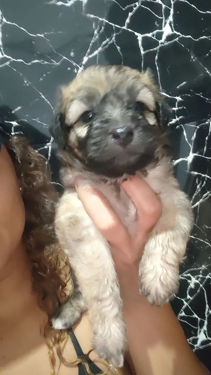 Cachorro poodle - Foto 3