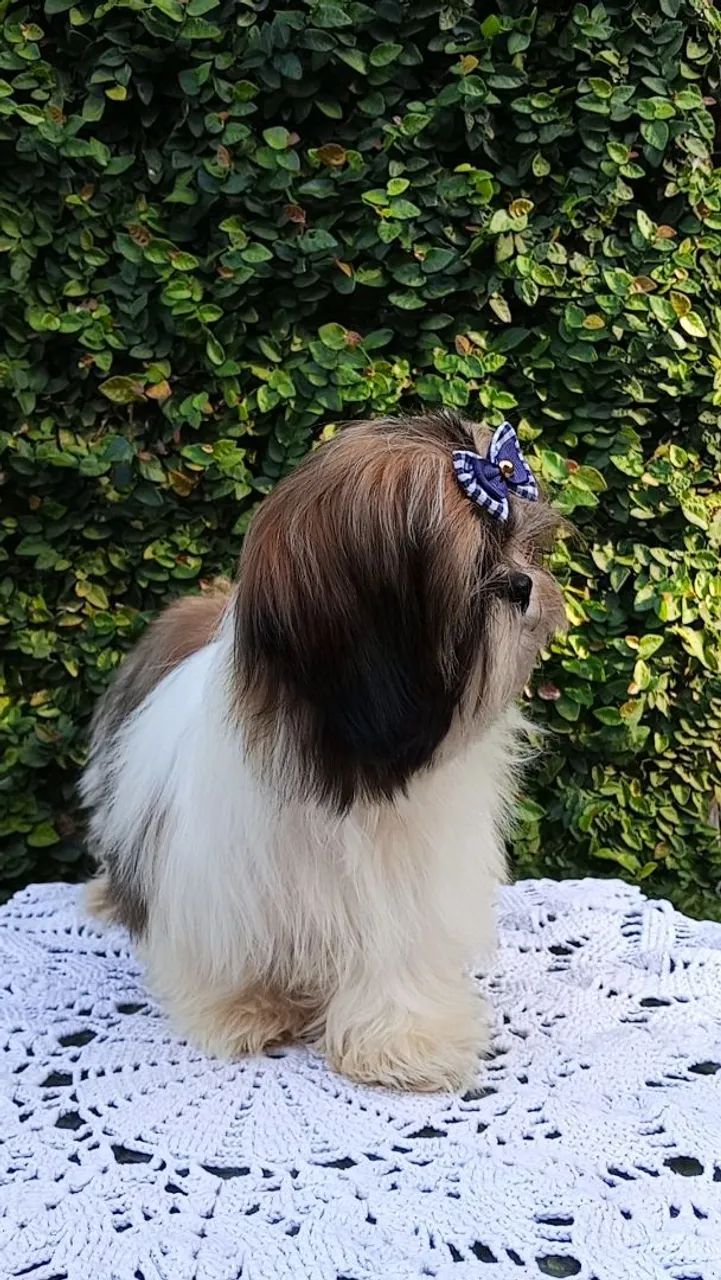 Shih tzu Macho - Foto 5