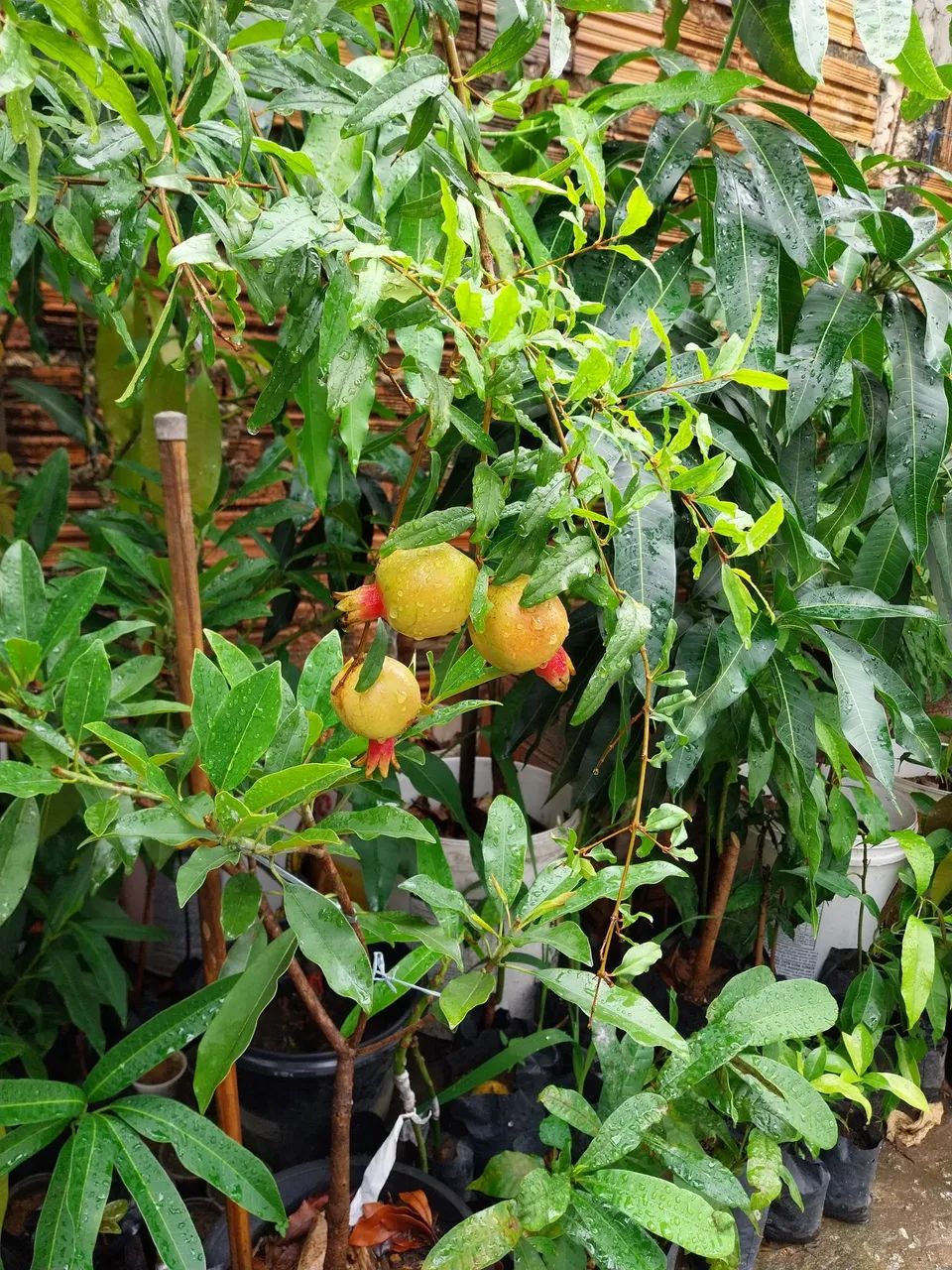 Frutíferas  - Foto 5