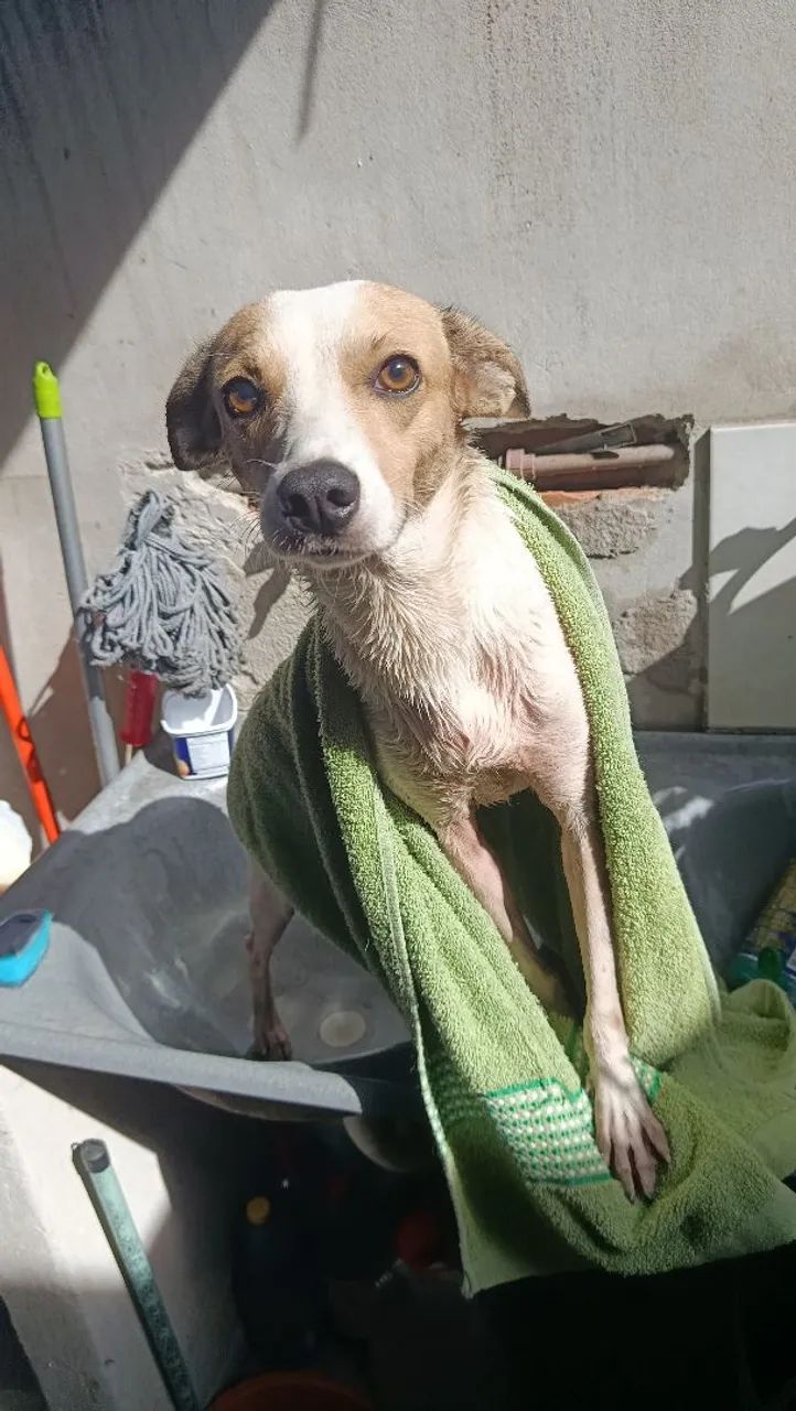 Doa-se cachorro! - Foto 3