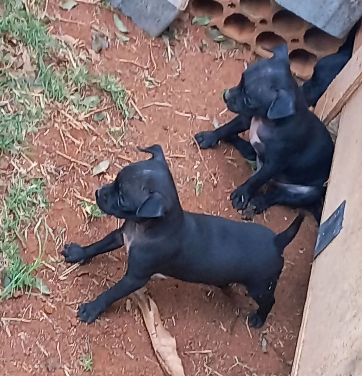 Pinscher n1  - Foto 2