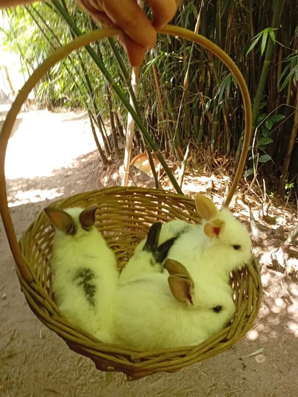 COELHOS PARA VENDA.  - Foto 2