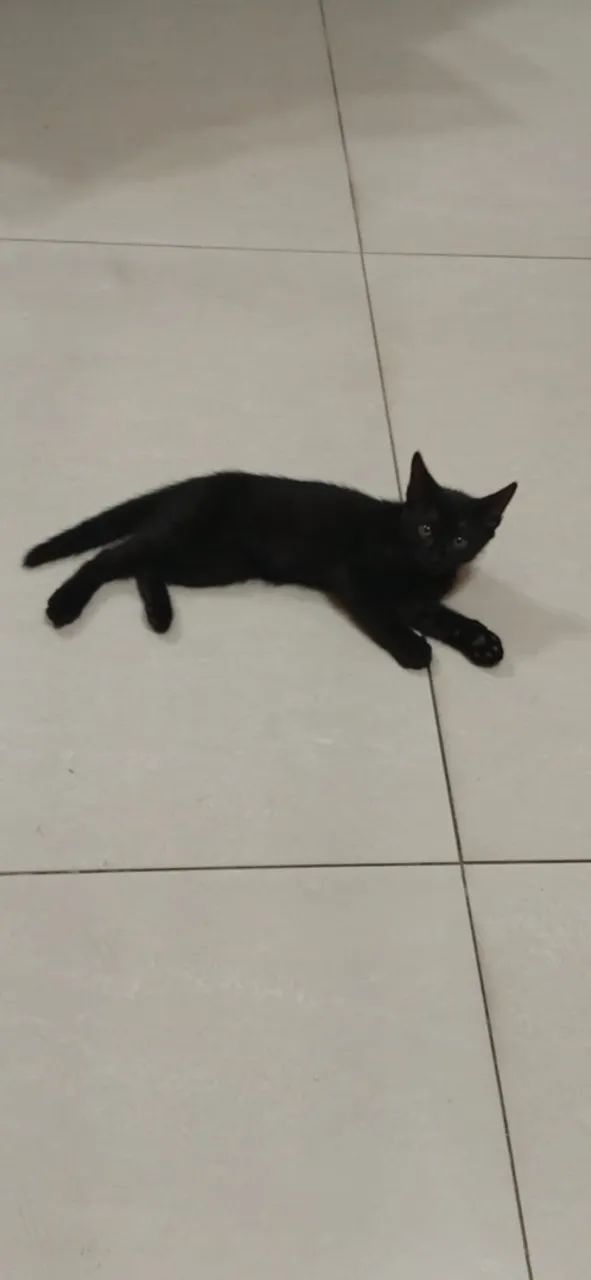 DOAÇÃO  - Foto 4