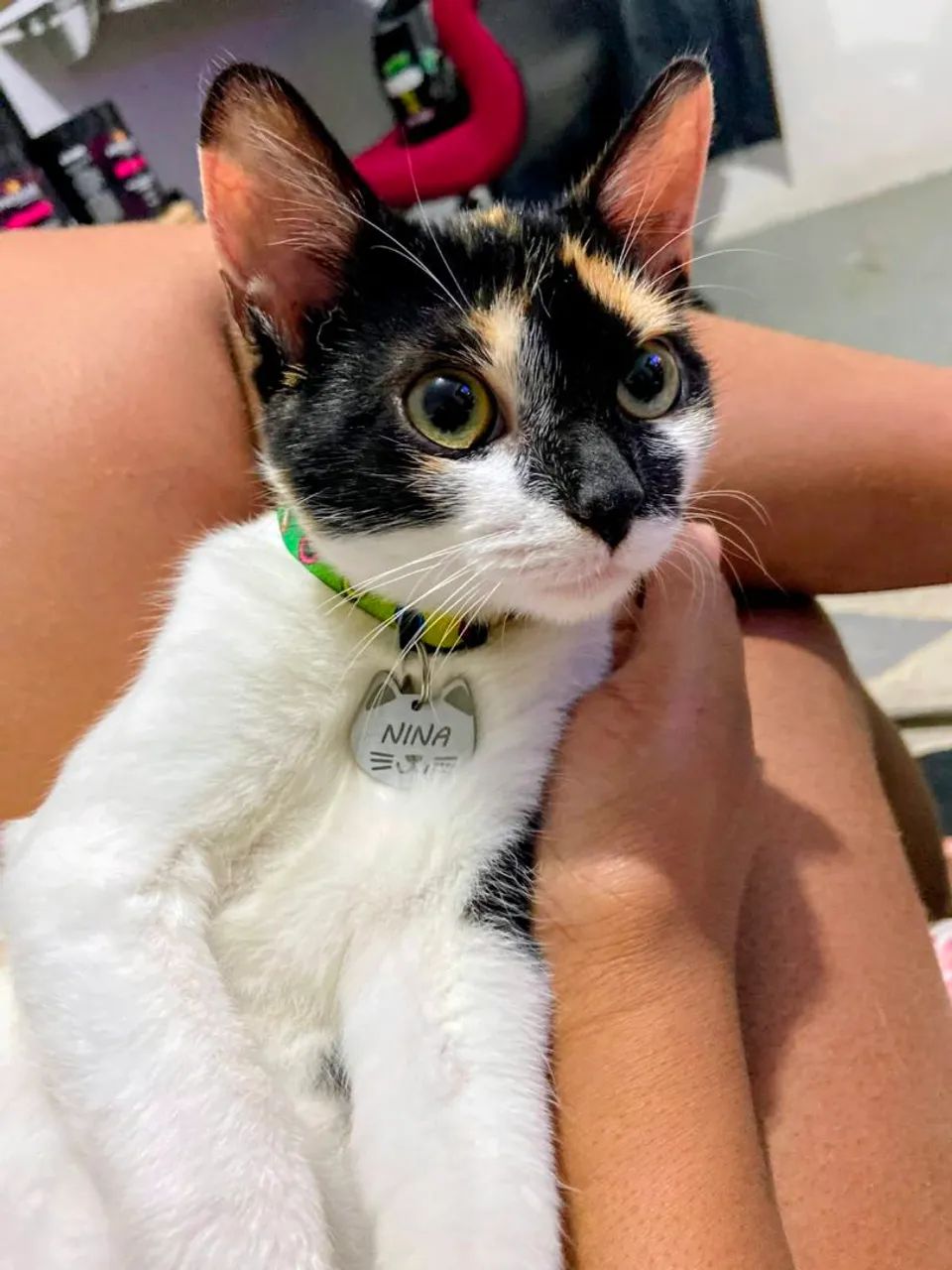 Gatos/ doação  - Foto 3