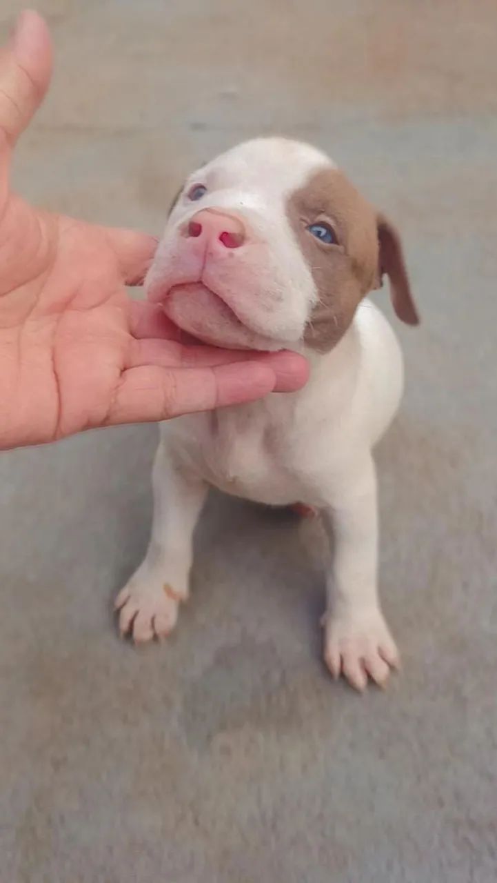 Filhotes disponíveis De Pitbul Monster  - Foto 4