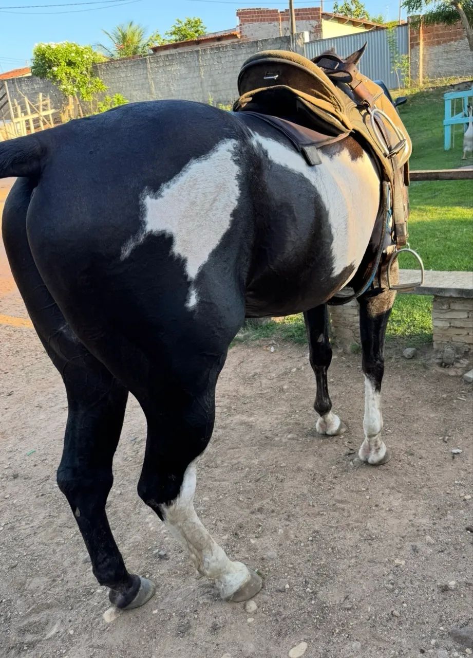 Cavalo de direita  - Foto 2