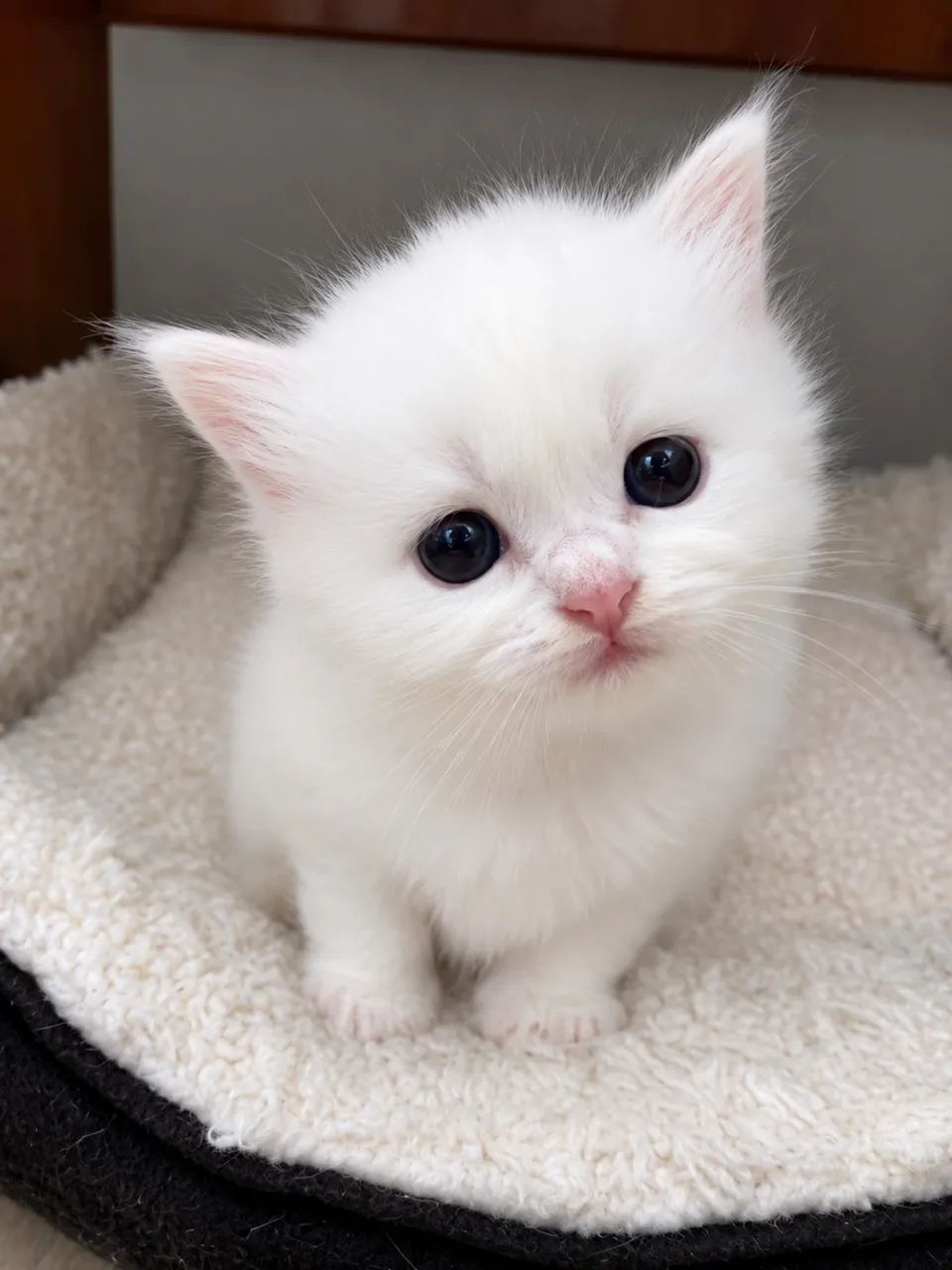 Gata Persa - Foto 2
