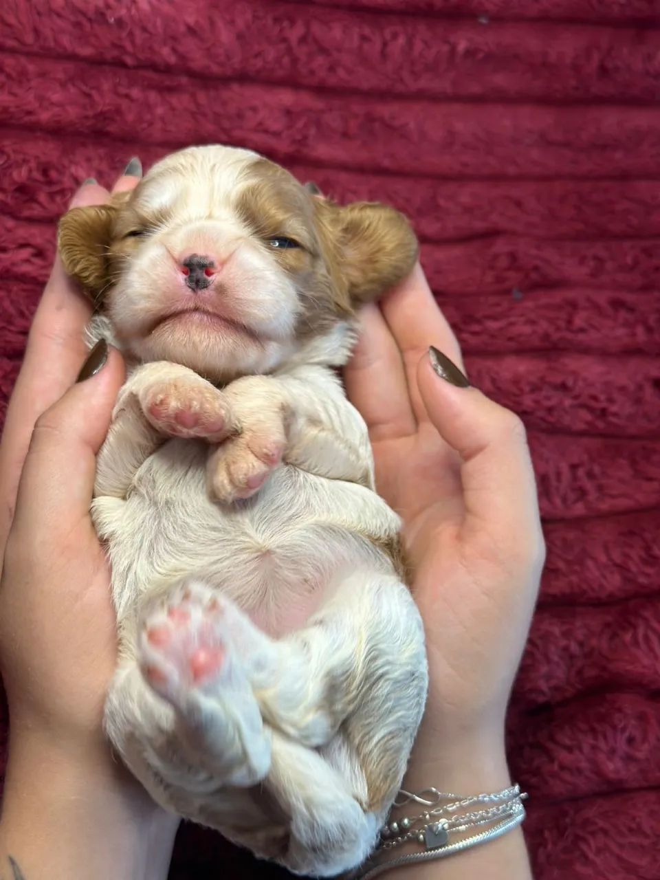 Cavalier King Spaniel  - Foto 5