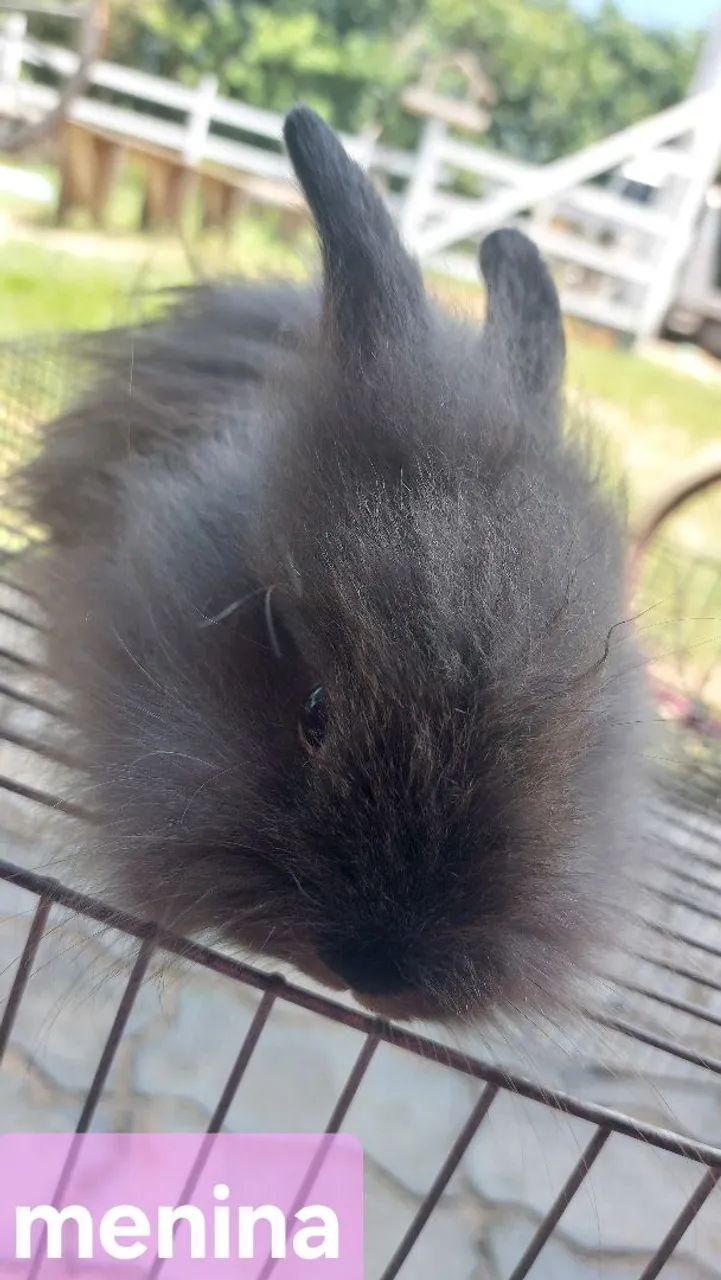 Coelho Mini Lion Head Cinza EScuro Muito dócil e carinhoso Disponível  - Foto 3