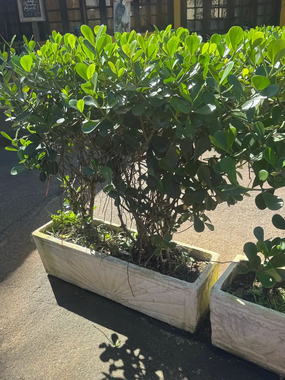  Plantas JARDINEIRA COM CLUSIA - Foto 4