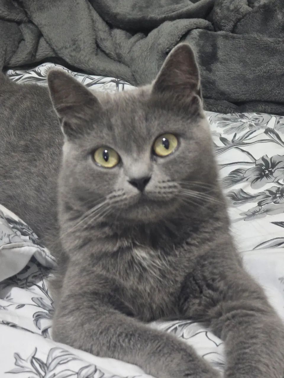 Gata Persa procura namorado Persa 