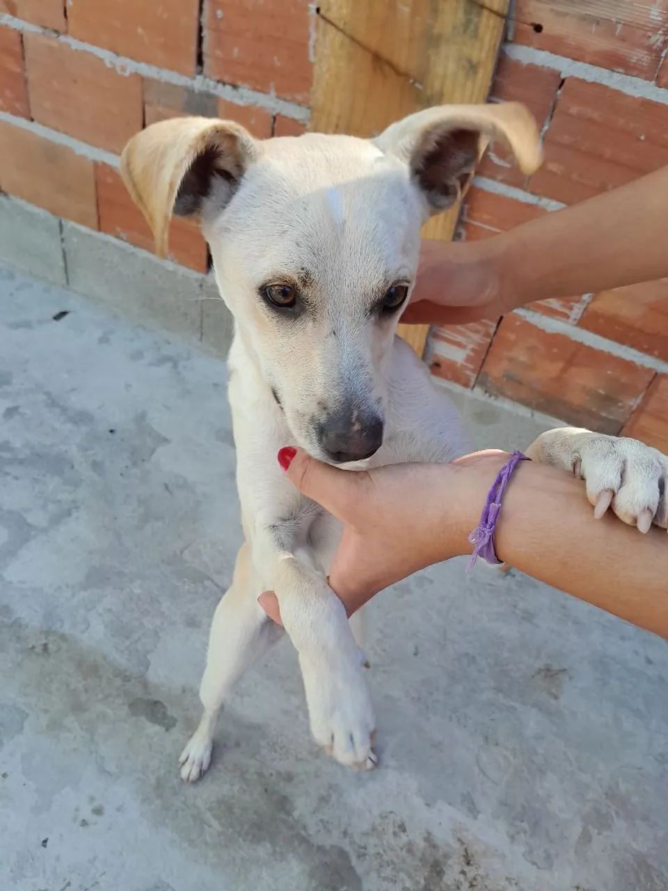 ?Doa-se cachorrinha?