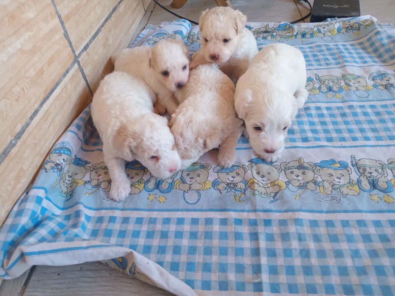 Filhotes De poodles - Foto 2