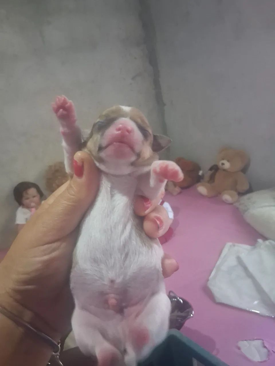 Cachorro de raça  - Foto 3