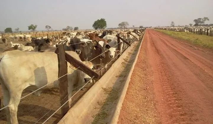 Cochos para confinamento gado (Concreto) - Foto 4