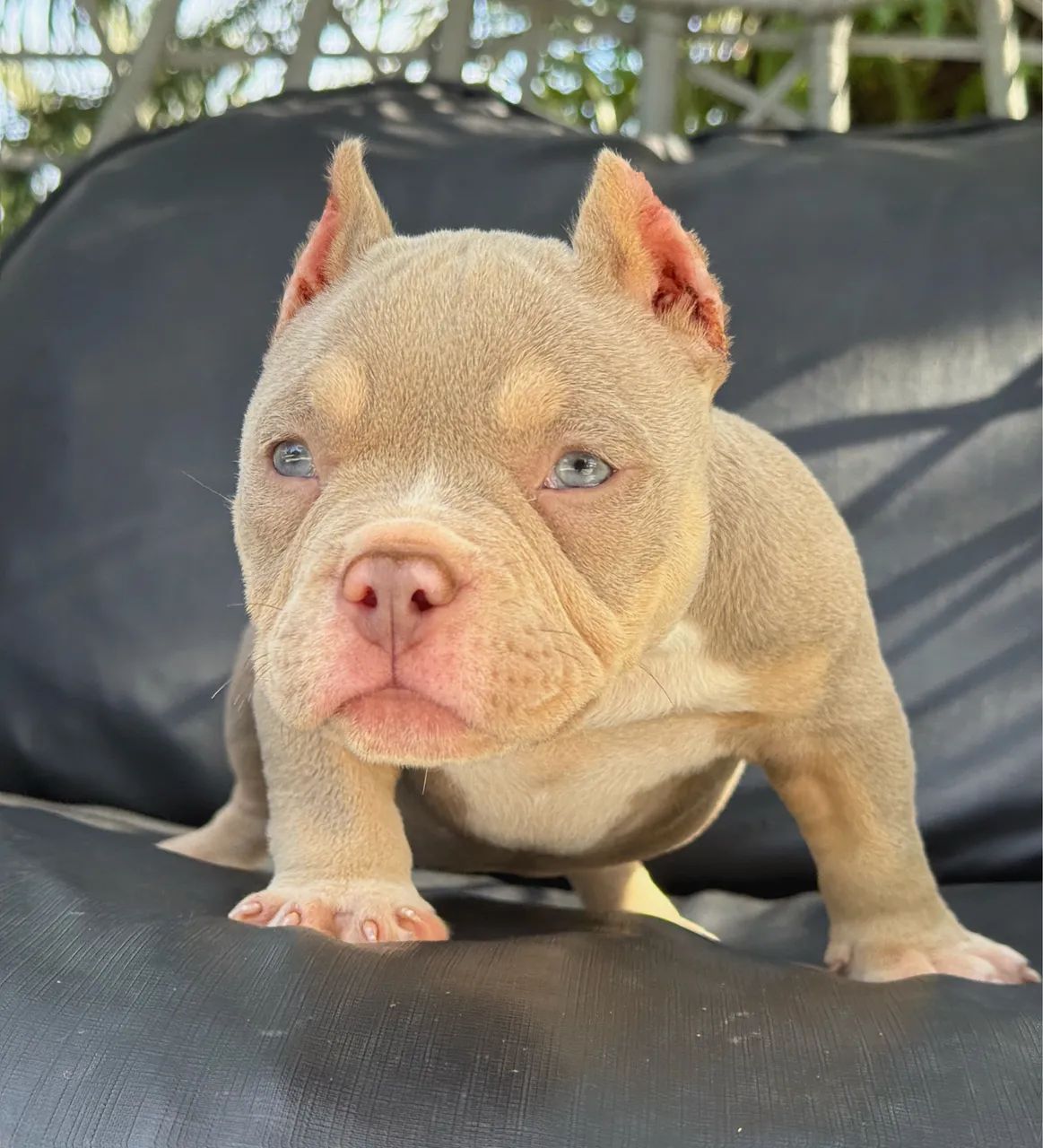 American bully - Foto 5