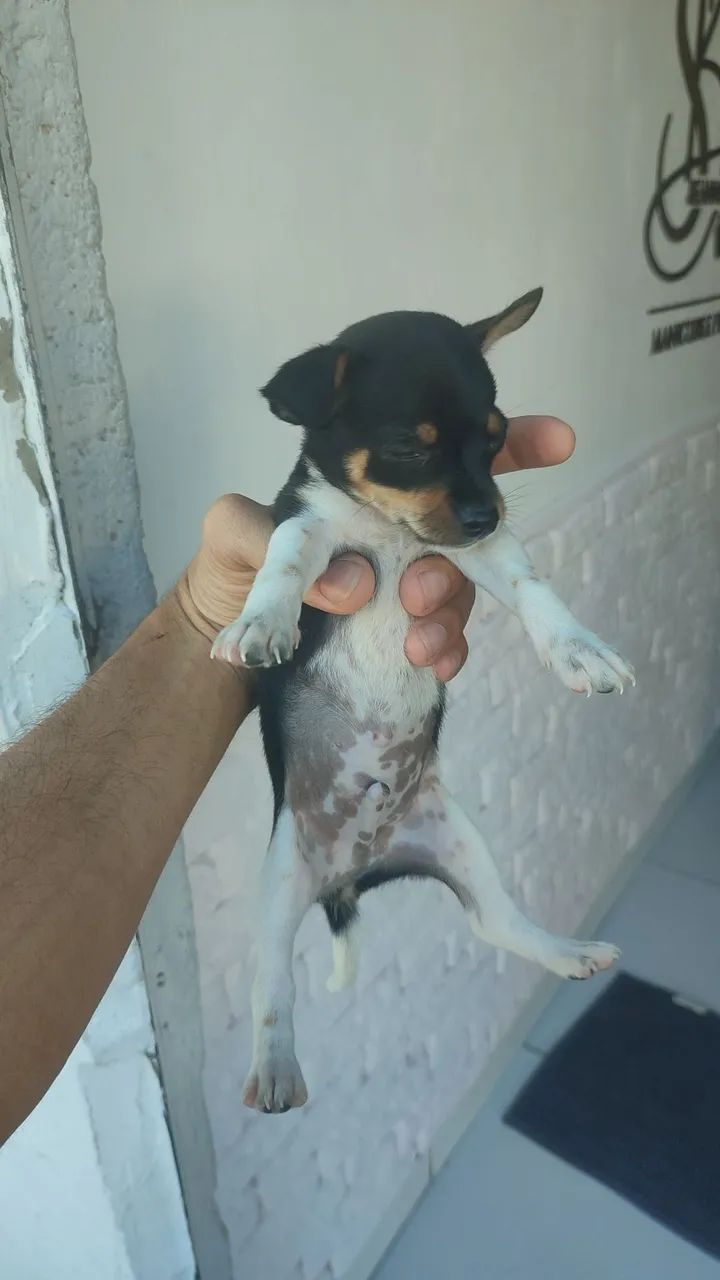 Cachorro pinche 0 - Foto 3
