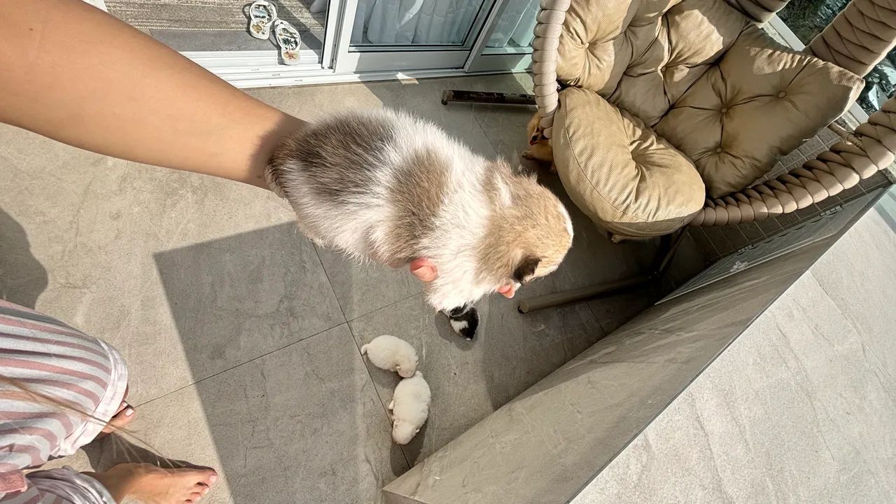 Lulu da pomerania/ spitz - Foto 5