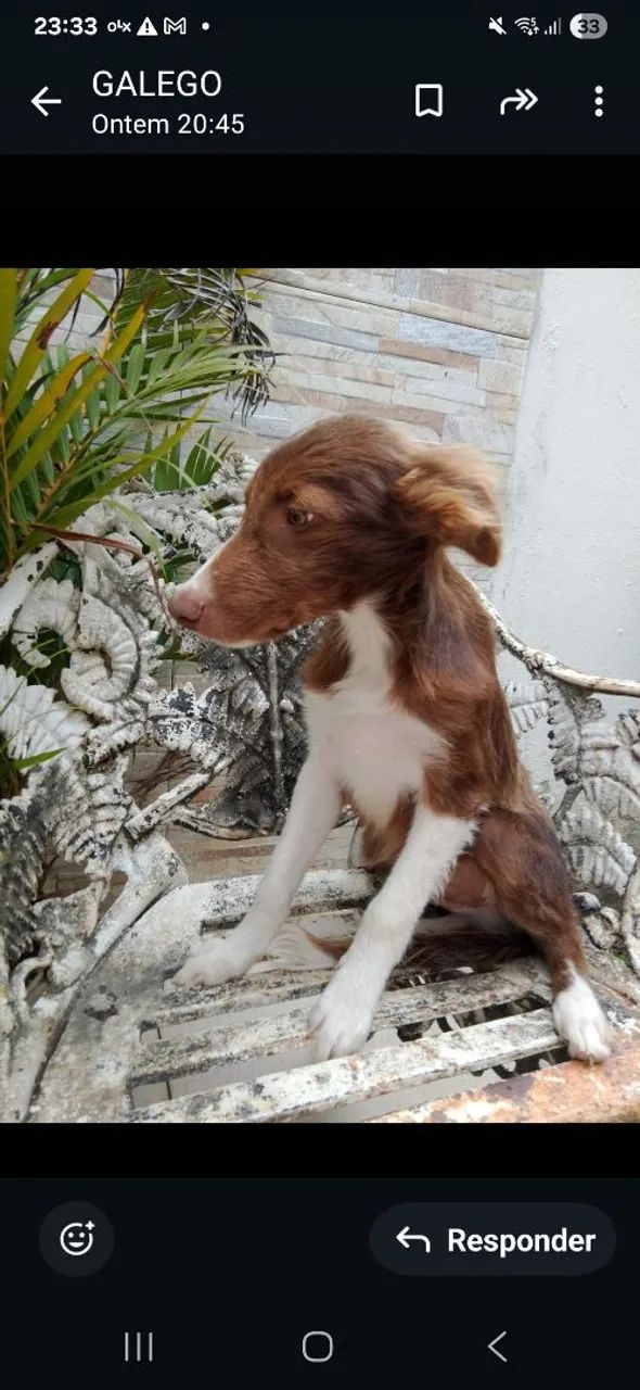 Filhote de Border Collie macho so tem 1  - Foto 2