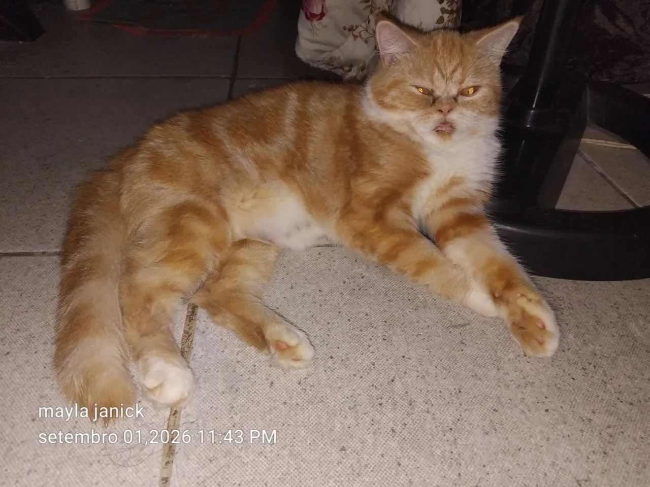 Gata persa - Foto 2
